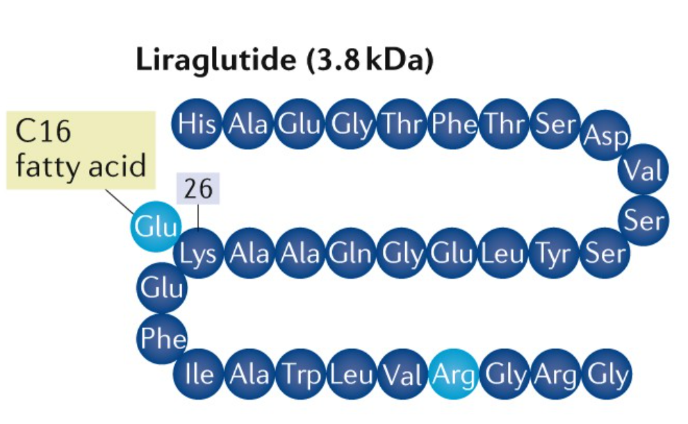 Liraglutid: Ein GLP-1-Rezeptoragonist, der den Stoffwechsel fördert